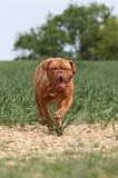 DOGUE DE BORDEAUX 025